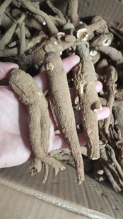 西藏特产大根甜当归 老归 老根 独角归独脚归 古秦归无硫煲汤原材