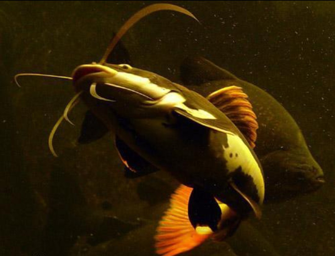 招财猫鱼苗活体狗仔鲸红尾猫底层鲶鱼鸭嘴热带观赏鱼大型龙鱼配鱼