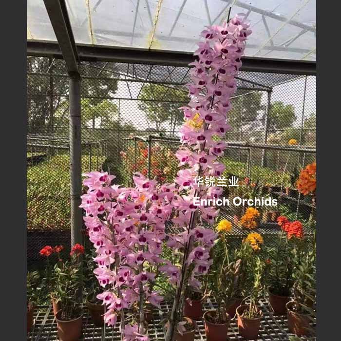 华锐兰业 新品种 可长1米长 开上百朵 垂钓石斛 轮廓边 樱花美人