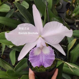华锐兰业 铜奖 矮株花大 花型圆整 蓝色大多花卡特兰 蓝喜多