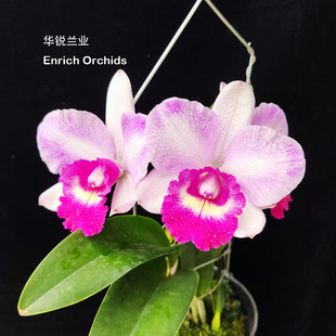 华锐兰业 紫玫瑰Rlc.Chien 矮株多花中型卡特兰 Beau 覆轮轮廓