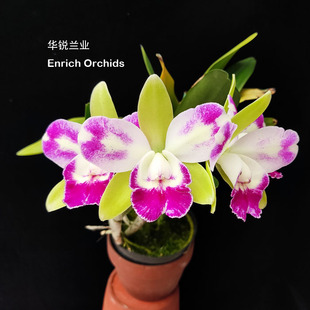 华锐兰业 插角多花中型卡特兰 绿精灵Rlc.Village Chief North