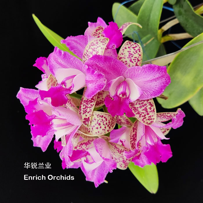 华锐兰业 1年两开 芬芳多花 斑点新品卡特兰红龙果 C.Yuan Dung S