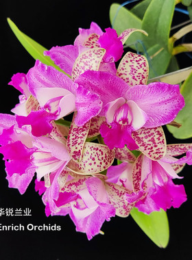 华锐兰业 1年两开 芬芳多花 斑点新品卡特兰红龙果 C.Yuan Dung S