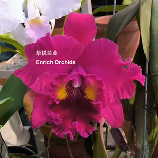 华锐兰业 新品 超大花 浓香 特殊玫瑰红 丝绒质 卡特兰 草屯美人