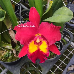 华锐兰业 新品种 雍容华贵 红色大花卡特兰 红太阳 Rlc.Chialin R