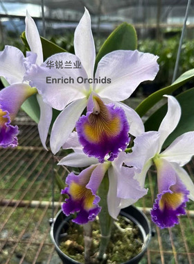 华锐兰业 银奖 经典蓝色大花 卡特兰 蓝色天堂 C.Dinard 'Blue He