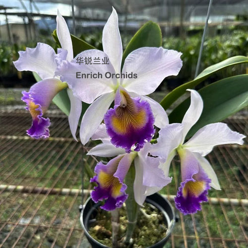 华锐兰业 银奖 经典蓝色大花 卡特兰 蓝色天堂 C.Dinard 'Blue He
