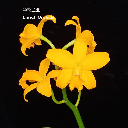 华锐兰业 日本进口 金黄色多花卡特兰 金色波浪 Rth.Golden Spray - 封面