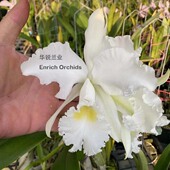 金奖 杰玛尼 精选个体 原生种卡特兰 福克斯白雪 纯白 华锐兰业