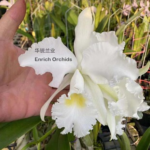 华锐兰业 金奖 精选个体 纯白 原生种卡特兰 杰玛尼 福克斯白雪