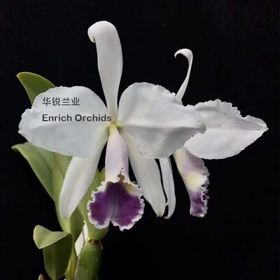 华锐兰业 少量分株 苗壮花大 蓝色 原种卡特兰 瓦纳里 蓝色圣保罗