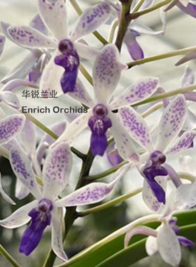 华锐兰业 精选蓝色斑点风兰 蓝点 Van.TSS Taiwan Gandharva 'Blu