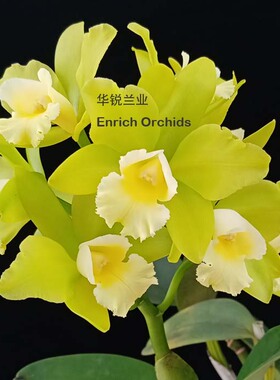 华锐兰业 高度推荐证书 绿色中多花卡特兰 卡梅拉 Rlc.Hawaiian P