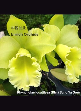 华锐兰业 新老芽同开 绿色大花卡特兰 邮差#2 Rlc.Sung Ya Green