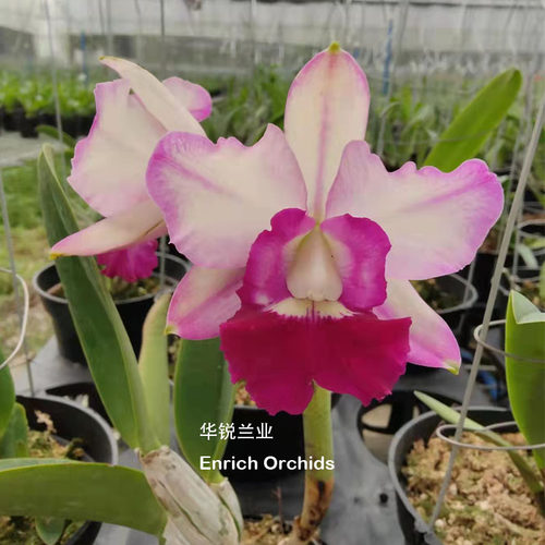 华锐兰业 插角 走路人优秀后代 何欣走路人 Rth.Ho Hsing Walker