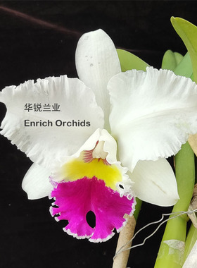 华锐兰业 白花红心 经典大花卡特兰 千娇 Rlc. Chian-Tzy Lass‘G