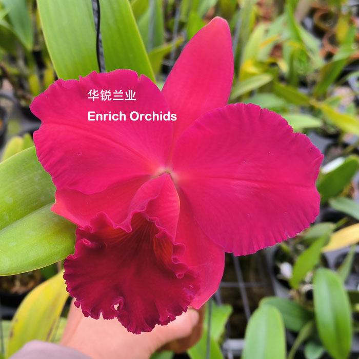 华锐兰业红桃高颜值国兰