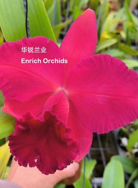 华锐兰业 红色丝绒感 芳香 大花卡特兰 维姬 Rlc. Siao-Cing Beau