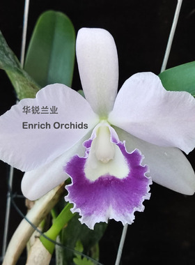 华锐兰业 银奖 蓝色多花卡特兰 蓝色天使Ctt. Blue Angel 'Glove'