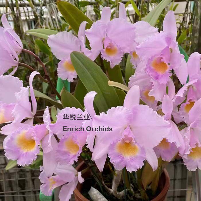 华锐兰业 圆润个体  原生种卡特兰 同色特里猎户座 C. tria
