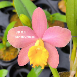 华锐兰业 特殊鲑鱼色 高度推荐证书 不定期开 小花卡特兰 史密斯