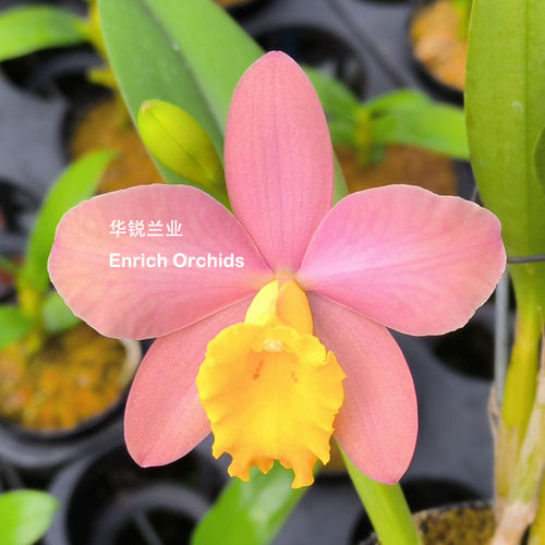 华锐兰业 特殊鲑鱼色 高度推荐证书 不定期开 小花卡特兰 史密斯