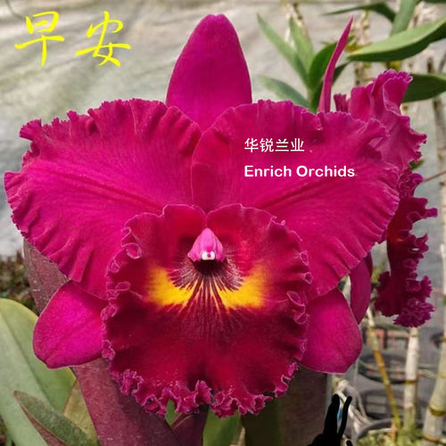 华锐兰业 浓郁甜香 精选新品种 矮株超大花 卡特兰 水中美人