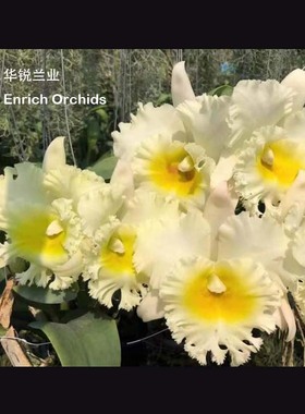 华锐兰业 新品 白花黄心大花卡特兰 泰国白“完胜” Rlc.Siam Whi