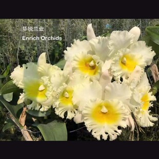 新品 Rlc.Siam 白花黄心大花卡特兰 完胜 Whi 泰国白 华锐兰业