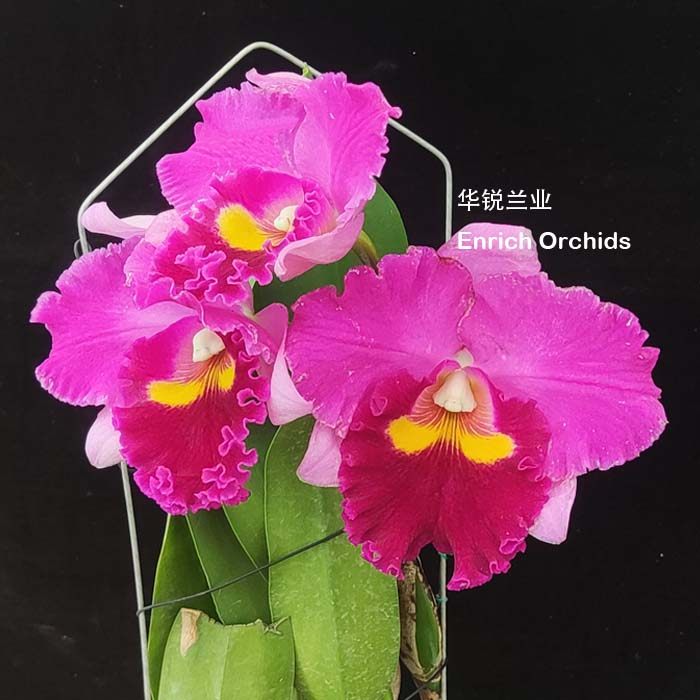 华锐兰业 经典大紫红花卡特兰 台中美人 庆明八号 rlc.taichung b