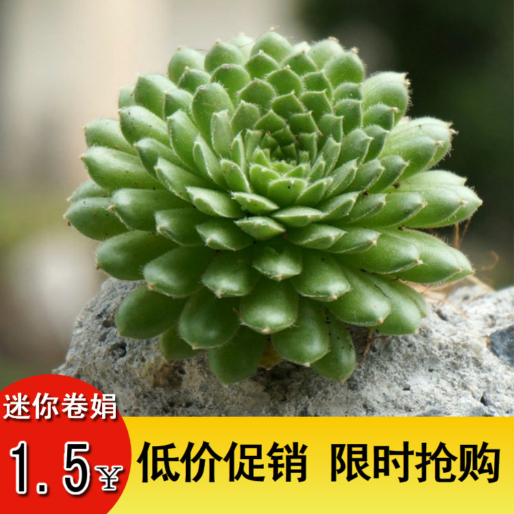 小红卷娟 迷你卷娟 长生草 防辐射 多肉植物 桌面绿植 满18包邮