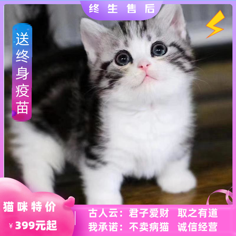 宠物猫英短蓝猫美短腿猫折耳金银渐层蓝白幼猫幼崽小猫咪活物幼体