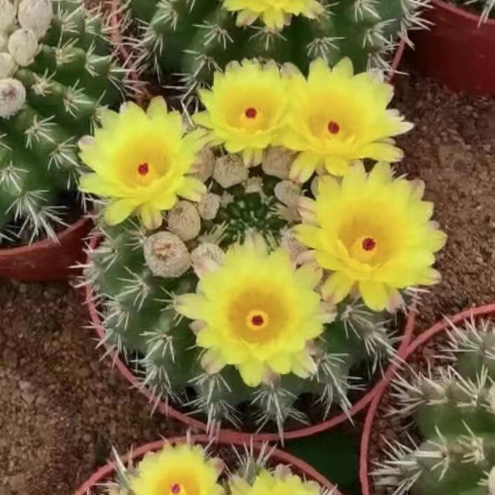 实生狮子丸王仙人球精品强刺开花阳台办公室内好养美观防辐射植物