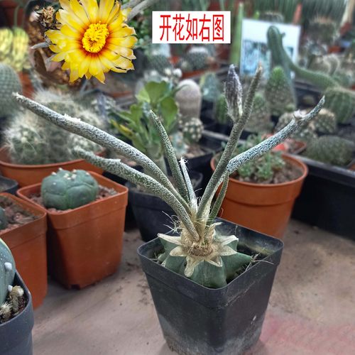 稀有奇特多肉植物美杜莎女王仙人球掌块根桌面趣味防辐射盆栽好养