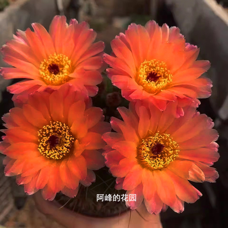 开花艳丽仙人球防辐射青王