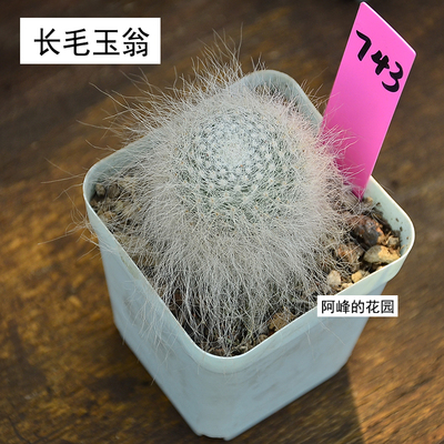 雪辕玉翁仙人球稀有品种长毛白毛室内美观有趣味桌面防辐射小盆栽