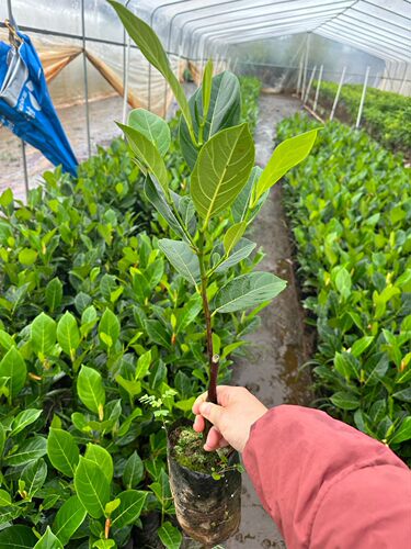 新品香蜜一号榴莲蜜嫁接苗 无毛红肉榴莲蜜耐寒耐热甜度高品种