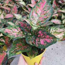 红如意皇后红叶万年青皇后创意盆栽花卉植物进口稀有品种绿植特价