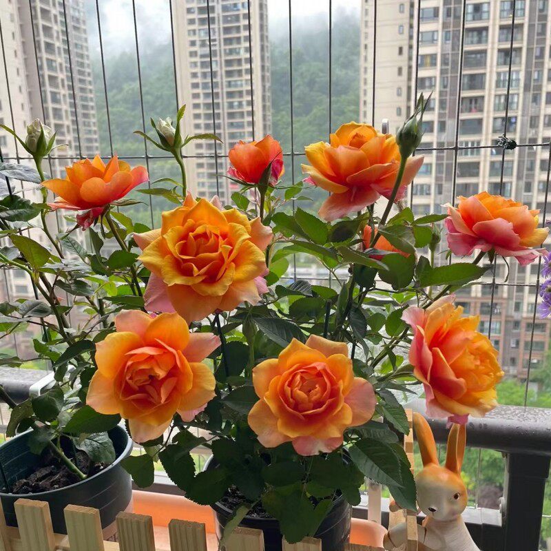 月季灌木阳台大花四季浓香玫瑰花