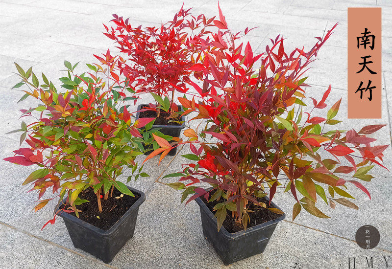 南天竹盆景老桩树苗庭院种植火焰南天竹室内客厅阳台盆栽竹子盆栽