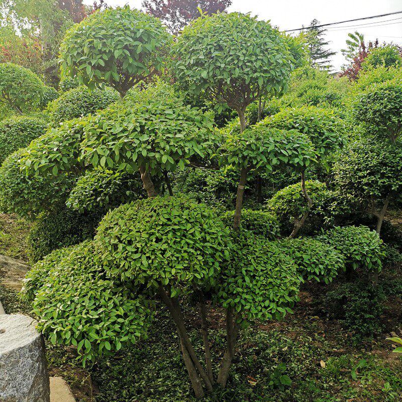棒棒糖小叶女贞高杆造型树四季长青植物庭院小区别墅景观绿植树