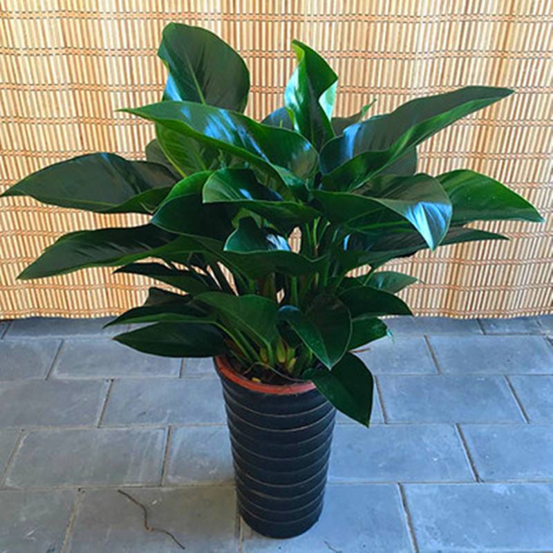 四季青植物价格 四季青植物图片 星期三
