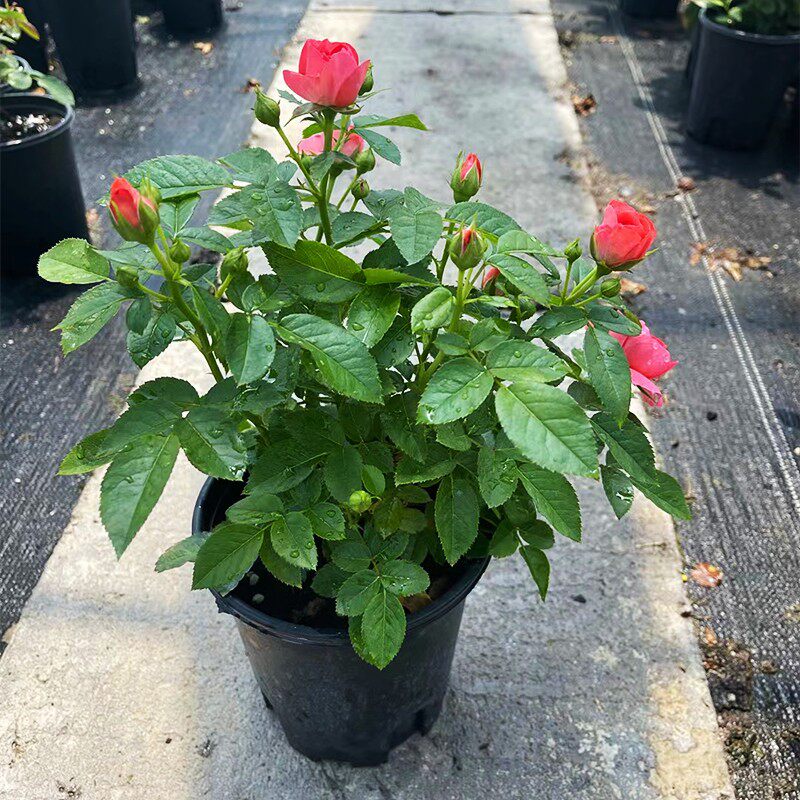 红色果汁阳台月季花苗盆栽微月四季庭院大花玫瑰香奈儿月季丰花型