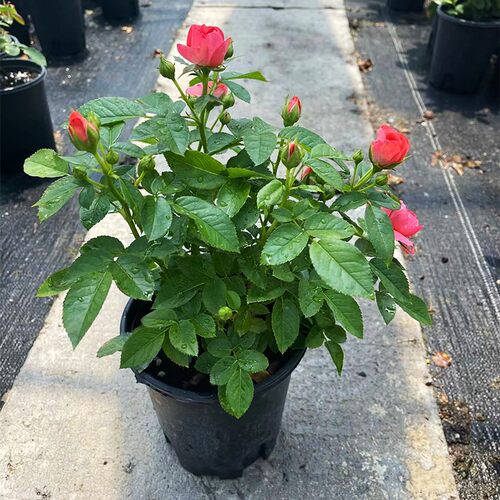 红色果汁阳台月季花苗盆栽微月四季庭院大花玫瑰香奈儿月季丰花型