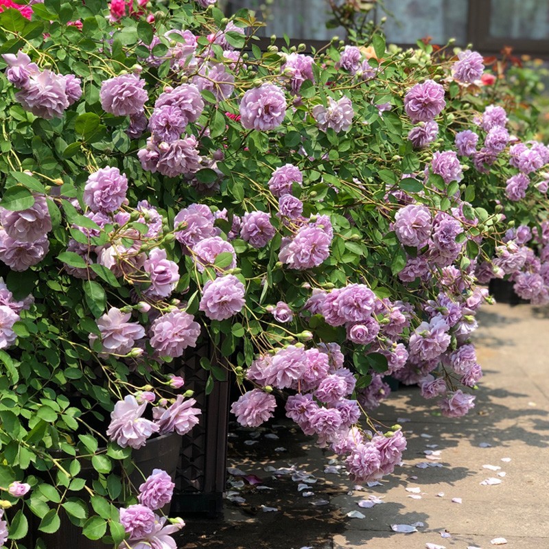 蓝色阴雨爬藤月季花苗勤花抗病庭院四季阳台可垂吊植物盆栽花苗