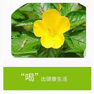 达米阿那种子泡水特纳草助眠花草茶种子叶宁爱情药草种子泡水喝