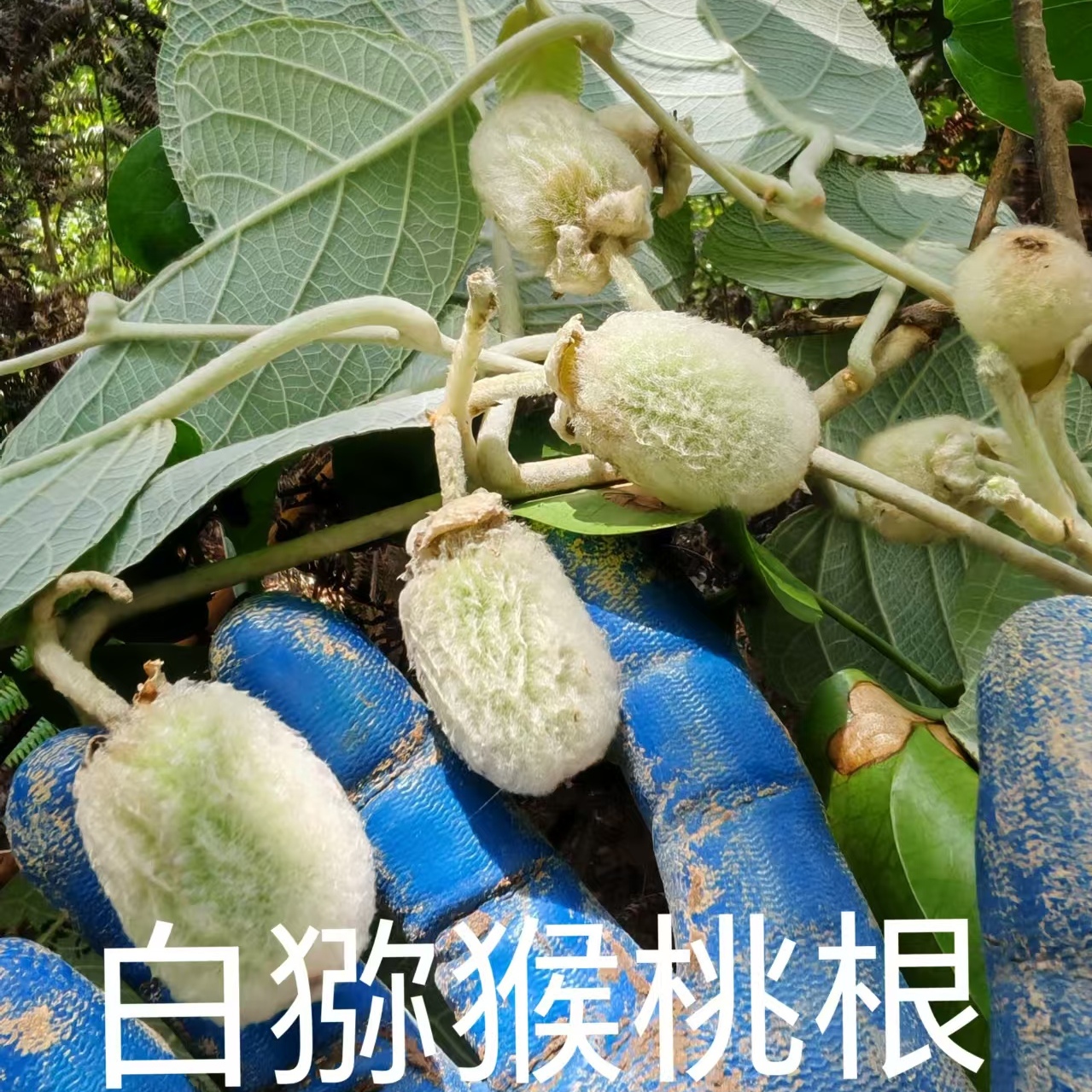 纯根新晒纯野生白猕猴桃根毛花藤梨根毛冬瓜白藤梨根