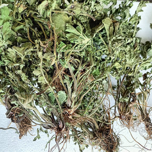 中药材正品干蓝不正柔毛蓝布正兰布正南布阵南不正路边青干货无硫