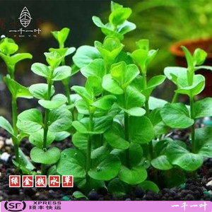 金钱草水下叶中后景草懒人草易活